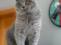 wunderschöner blauer BKH Kater - kastriert sucht neues Kuschelpersonal