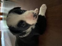 3 unserer Rüden suchen noch eine perfekte und aktive