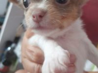 Ich suche für unsere kleine Maus ein schönes zu Hause.