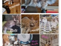 Wir sind eine kleine Hobbyzucht mit