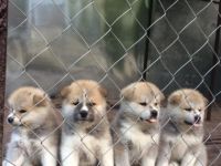 Gesunde, kräftige Akita-Inu Welpen sind bereit zu neuen