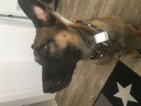 Hallo ich bin Kjartan ein Mali Mix und werde im