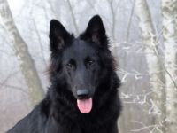 Die Welpen sind am 14.12.2022 geboren. Es sind auch