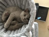 Ich biete eine Britisch Kurzhaar Katze mit besonderer
