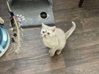 Hallo, Wir suchen ein liebevolles Plätzchen zum