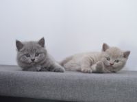 Unsere Katze Luna hat am 06.07.2022 4 gesunde Kitten in