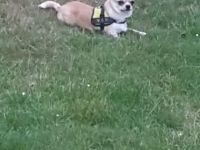 Murffy, Kleiner reinrassiger rüde knapp 1 Jahr alt