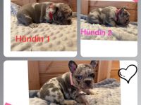 Hallo ihr Lieben, Wir haben Welpen in wunderschöner