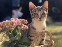 Wir sind auf der Suche nach einem neuen zu Hause für