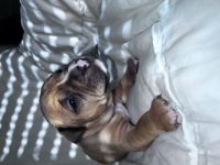 Wurf vom 13.08.2022 / 3 Weibchen + 4 Rüden Am 13.07.22