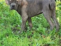 Aus unserem Wurf haben wir noch 6 kleine Welpen