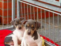 Traumhafte und äußerst vielversprechende Brasilianische