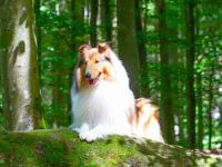 Fairytales Our Favorite "Baily"