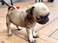 Unsere 2 reinrassige Mops Welpen sind am 26.05.22 , 30