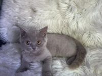 BKH kitten ab sofort Abgabebereit! Meine liebe Katzen