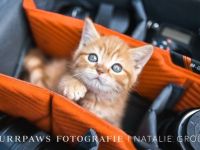 Wir haben noch BKH red tabby Kitten ab sofort abzugeben