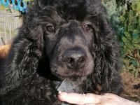 Großpudel von "Dream Vision"