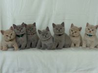 Aus unserem Hobbyzucht haben wir am 12. Juli 2022