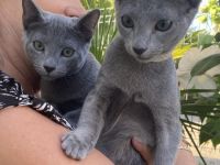 Unsere wunderschönen Geschwister Harry und Hugo sind im