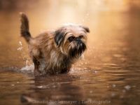 Wir erwarten Zwerggriffon Welpen. Mehr Infos finden Sie