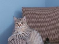 Hallo liebe Katzenliebhaber, wir sind 3 weibliche