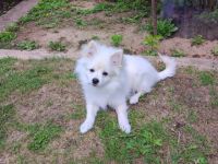 Wir möchten unsere kleinen Kleinspitz/Zwergspitz Welpen