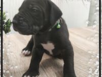 Wir haben Nachwuchs bekommen. Es sind reinrassige