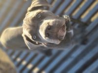 Fine og sunde hvalpe. Grå med lidt hvide aftegninger.