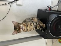 Hallo liebe Katzenliebhaber, Schweren Herzens muss ich