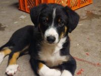 Schöner Appenzeller sennhundwelpen Aus familiärer