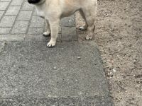 Zu verkaufen, 2 Mops Welpen, ein Rüde und eine Hündin.