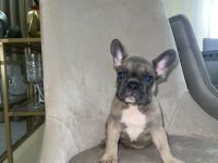 Französische Bulldogge, Welpen