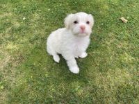 Wir haben wunderschöne, Havaneser-Malteser Welpen . Es