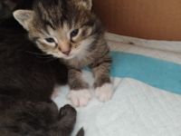 Unsere Xena hat am 17.08.22 vier zuckersüße gesunde