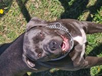 Am 02.08.22 hat unsere Cane Corso Hündin 11