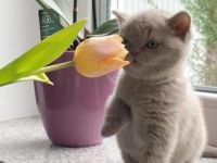 Unsere kleinen wunderschönen Britisch-Kurzhaar Kitten