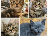 An alle BKH-Liebhaber, unsere reinrassige BKH Dame 