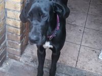 Leo, Update: Wäre erstmal nur noch der Rüde da, Lotte