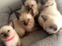 Wir bieten hier 3 super süße Siamkätzchen an. Sie sind