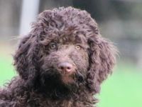 Ich bin Nelly und Emma und wurden am 03.07.2022 geboren