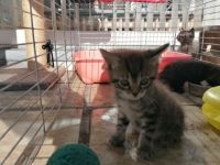 Sehr schöne Katzenbabys, Die sind kern gesund und auf