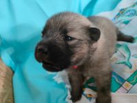 We have 10 Eurasier puppies for sale(3 male 7 female)