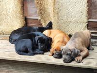 Wir suchen für unsere Mäuse ein neues Zuhause. Sie sind