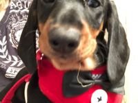 2 Dackelwelpen schwarz-braun, 3 Monate Alt suchen neues