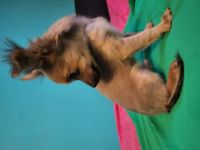 Wir verkaufen einen süßen Chihuahua Welpen. Er ist lieb