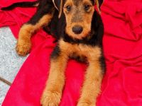 Vielversprechende Airedale Terrier Welpen ( noch 2