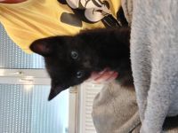 Siam mix Kater abzugeben. Er ist jetzt 9 Wochen alt.