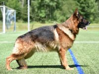 Jye vom Nordpfälzer Bergland