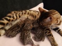 Unsere kleinen sind sehr verschmust und haben keinerlei