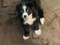 Am 21.06.2022 hat unsere Border Collie Hündin 9